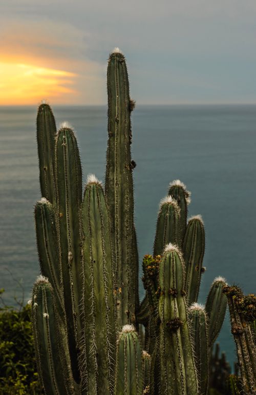 Free Tall cacti against a beautiful ocean sunset, creating a serene landscape. Stock Photo