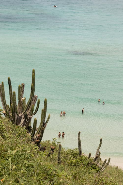 Free Cacti on a hill overlooking a beach with people enjoying the clear blue water. Stock Photo