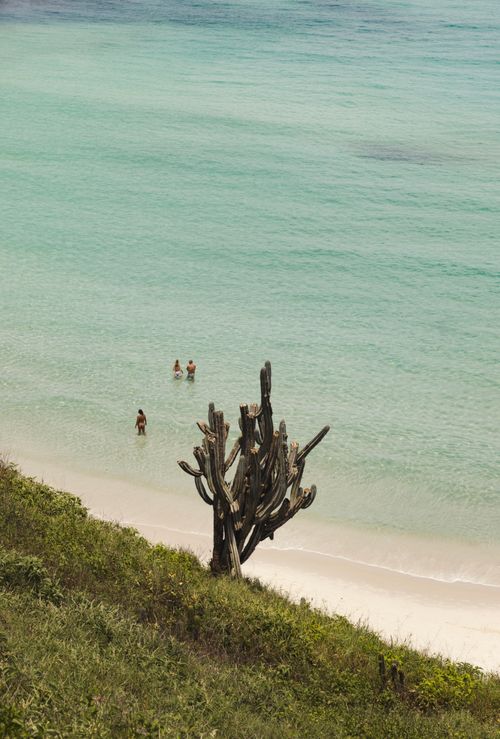 Free A tranquil beach with a cactus in the foreground and people enjoying a swim in clear waters. Stock Photo