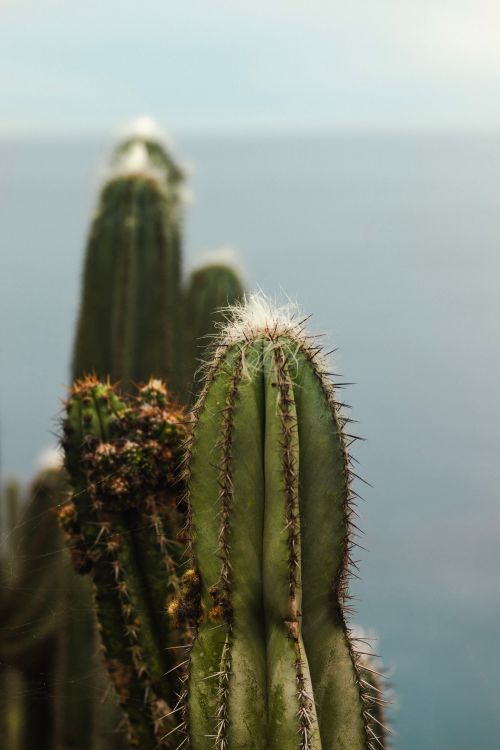 Free Stunning view of cacti overlooking the ocean against a clear sky, perfect for nature enthusiasts. Stock Photo