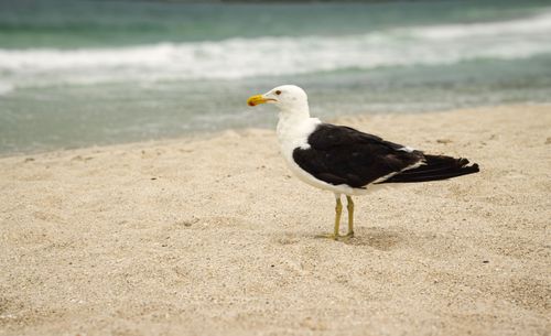 Free A seagull stands gracefully on a sandy beach with waves in the background. Stock Photo