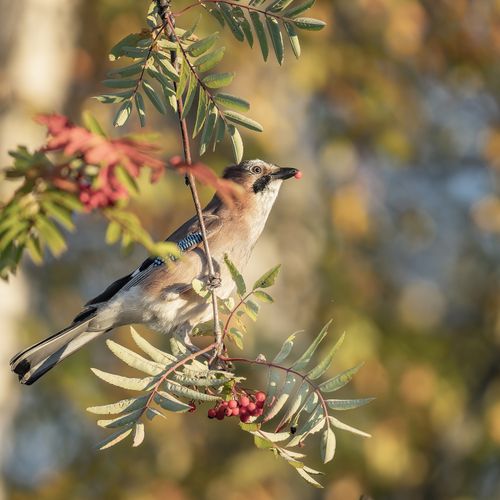 Free Eurasian Jay perched on a rowan branch with autumn leaves in Ludvika, Sweden. Stock Photo