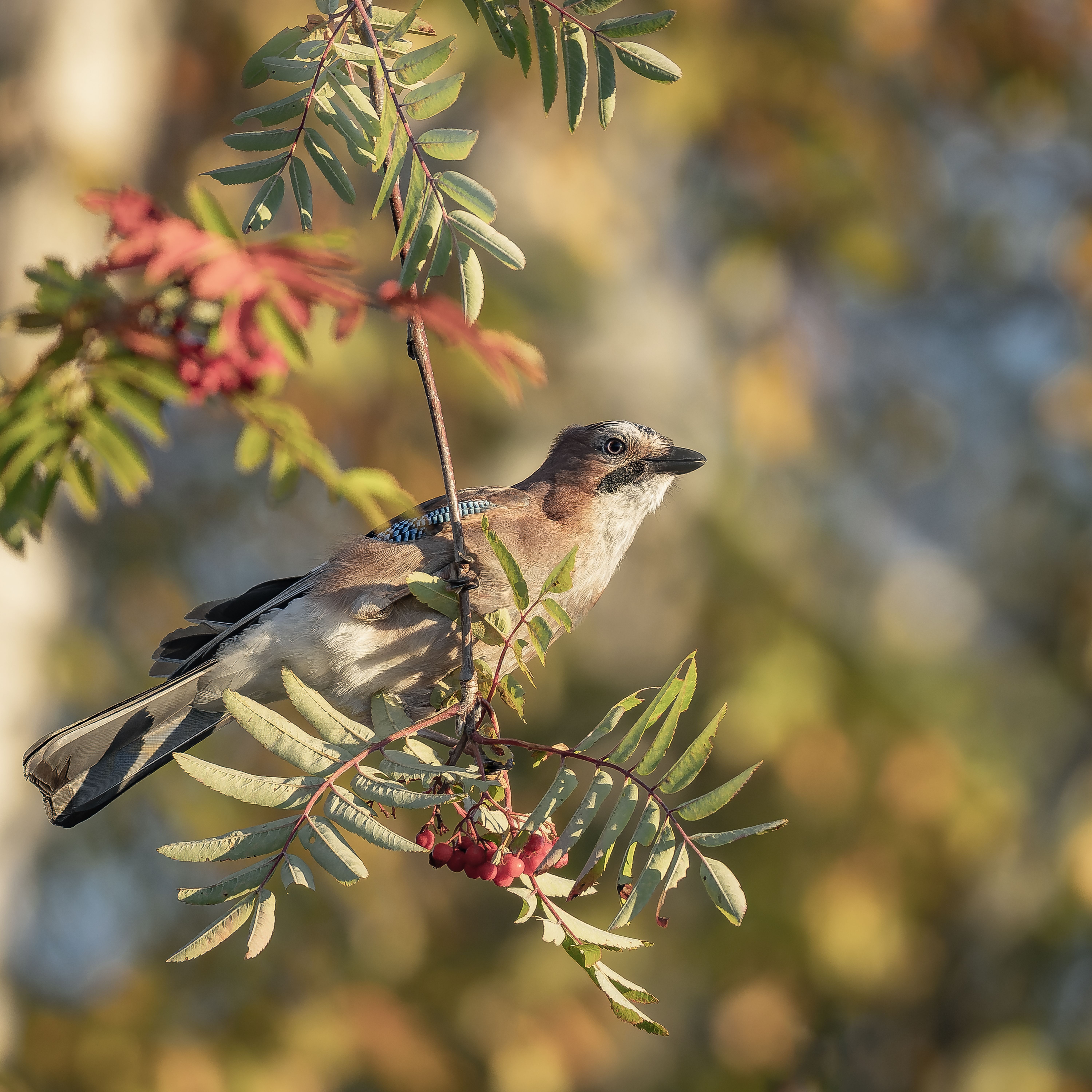A Eurasian Jay perched on a branch amidst vibrant autumn leaves in Ludvika, Sweden.