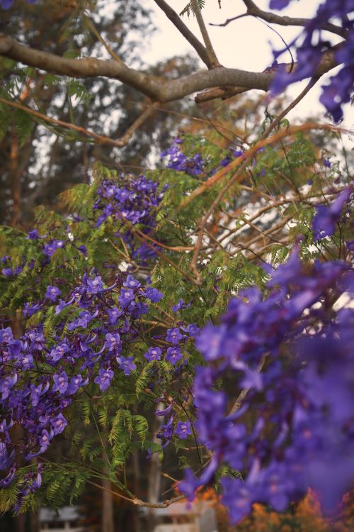 Free Purple jacaranda flowers in full bloom under a warm, sunset sky in Brazil. Stock Photo