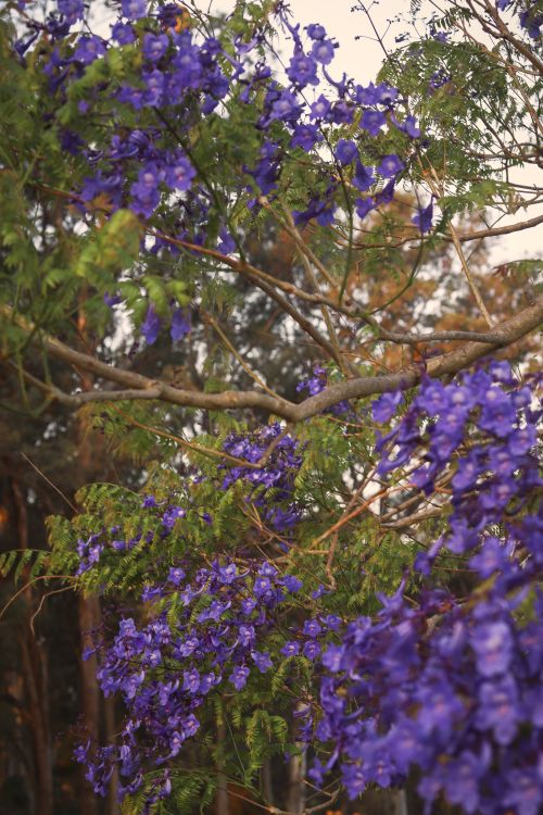 Free Beautiful purple jacaranda flowers blooming outdoors in Brazil. Stock Photo