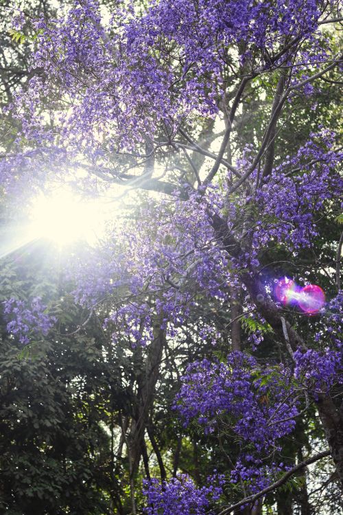 Free stock photo of blooms, flor morada, jacaranda Stock Photo