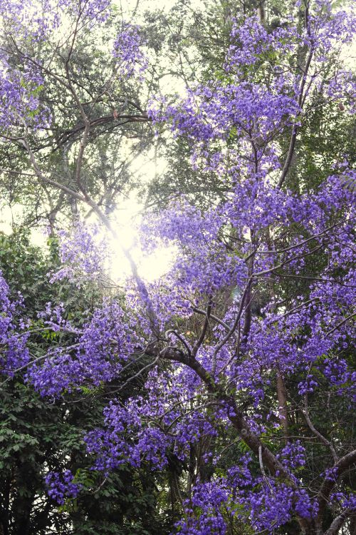Free stock photo of blooms, flor morada, jacaranda Stock Photo
