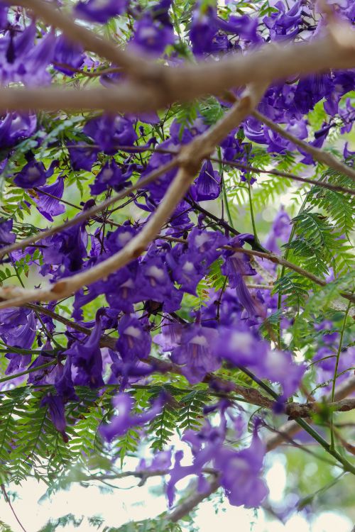 Free stock photo of blooms, flor morada, jacaranda Stock Photo