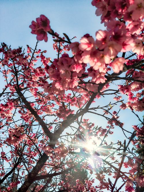 Free stock photo of blooms, macro floral, outdoors macro Stock Photo