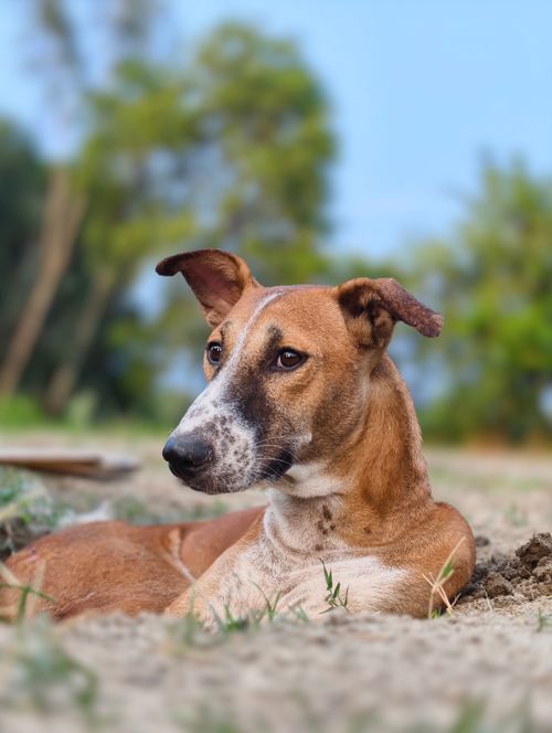 Free Close-up of a street dog resting outdoors with a natural backdrop, showcasing serenity and nature. Stock Photo