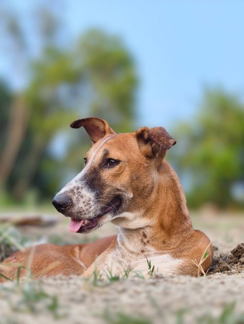 Free Close-up of a mixed breed dog resting on the ground in a natural outdoor setting. Stock Photo