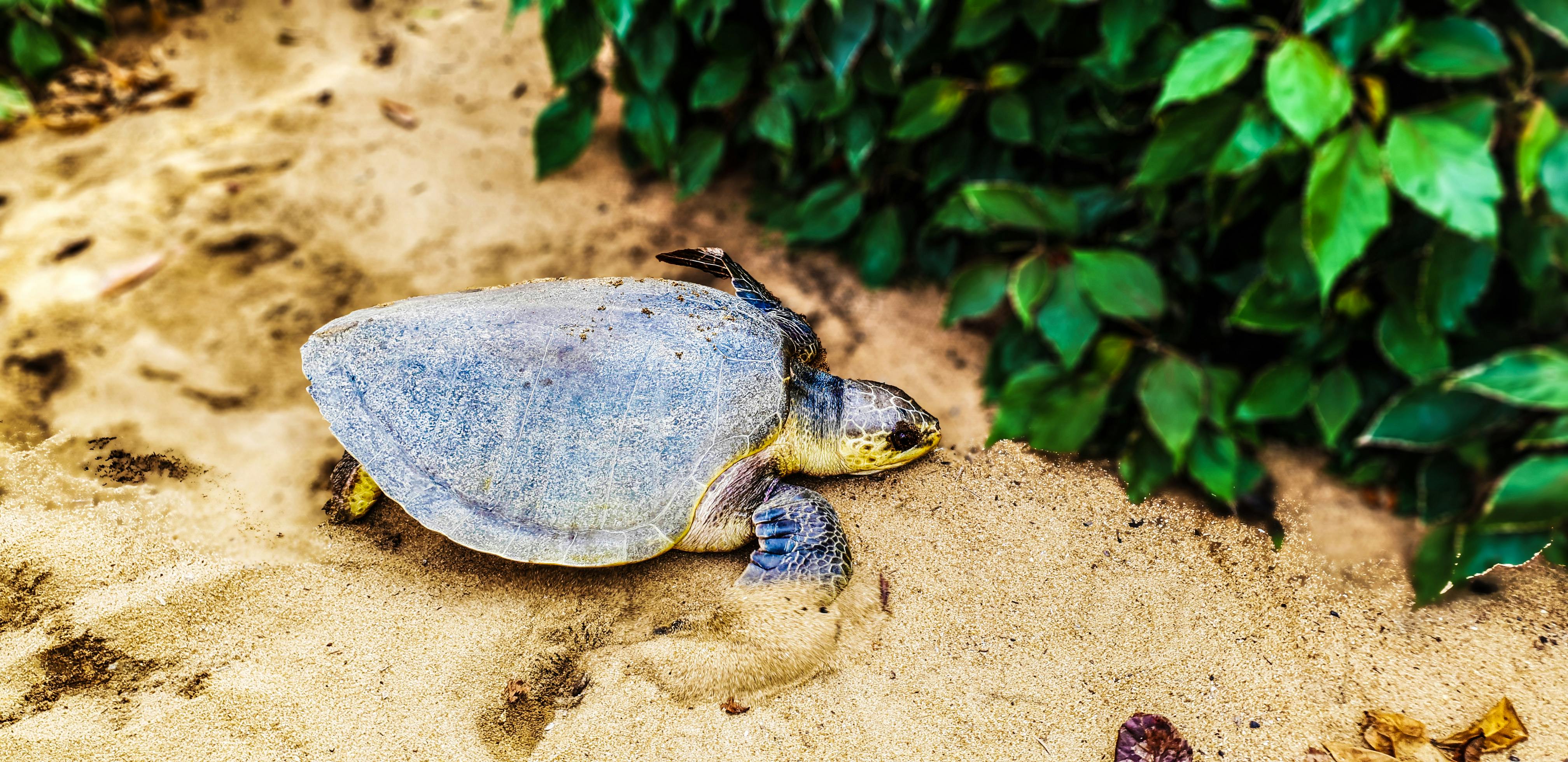 Free Stock Photo Of Tortue Tortue De Mer