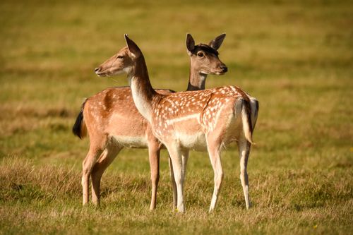 Free Two fallow deer in a grassy field in England, capturing the essence of natural wildlife. Stock Photo