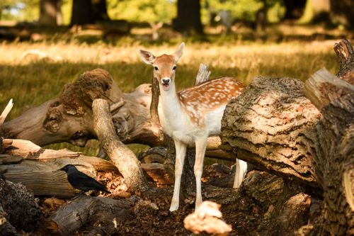Free A fallow deer stands gracefully among logs in a sunlit English woodland. Stock Photo