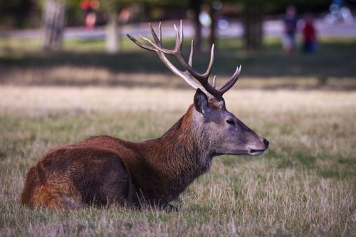 Free A serene scene of a red deer resting in a grassy park in England, showcasing its impressive antlers. Stock Photo