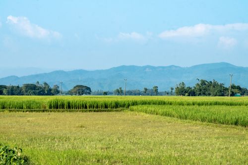 Free Vibrant rice fields under a clear blue sky with distant hills in horizon. Stock Photo