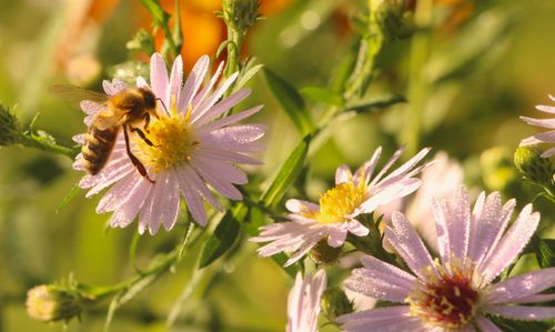 Free Honeybee collecting nectar on purple aster with morning dew, vibrant close-up. Stock Photo