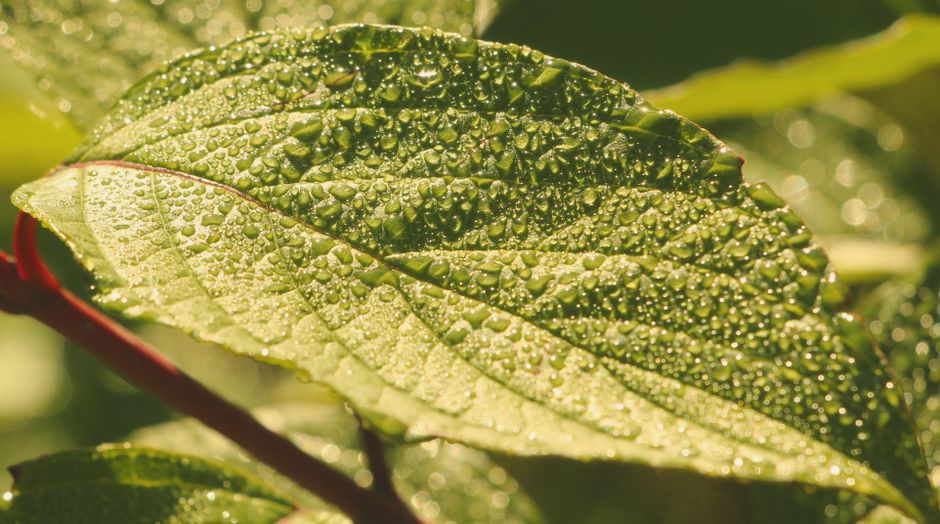 A vibrant close-up of a green leaf covered in dew drops, bathed in sunlight, showcasing nature's beauty.