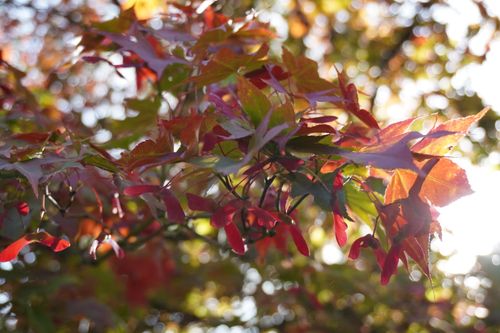 Free Close-up of vibrant maple leaves in autumn sunlight, highlighting red and green hues. Stock Photo