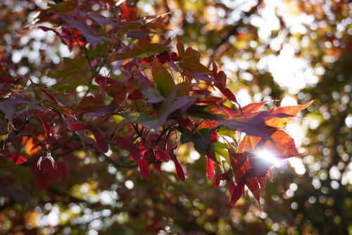 Free Bright red autumn maple leaves illuminated by sunlight outdoors. Stock Photo