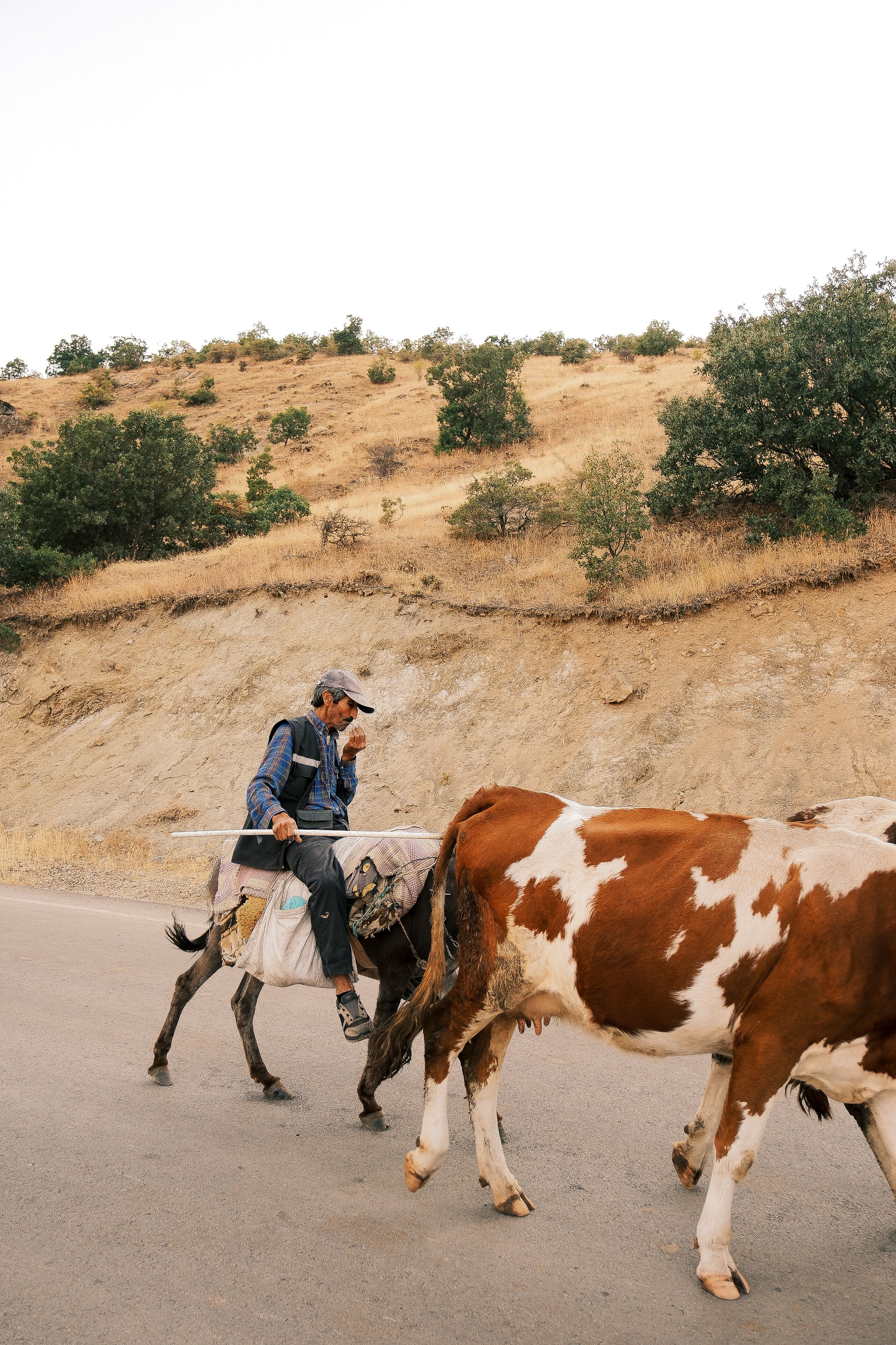 A farmer rides a donkey alongside cattle on a rural road, set against a natural backdrop of hills and greenery.