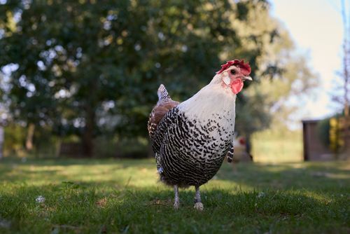 Free A speckled Braekel chicken standing on the grass in a sunlit rural farm setting. Stock Photo