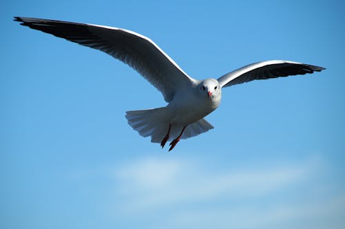 Low Angle Fotografie Von Ringschnabelmöwe, Die Unter Dem Himmel Fliegt