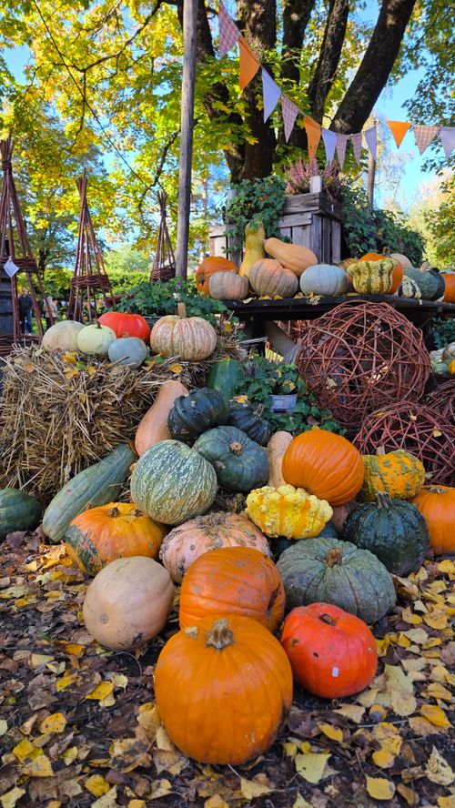 Free Vibrant pumpkins and gourds arranged outdoors during fall with festive decorations Stock Photo