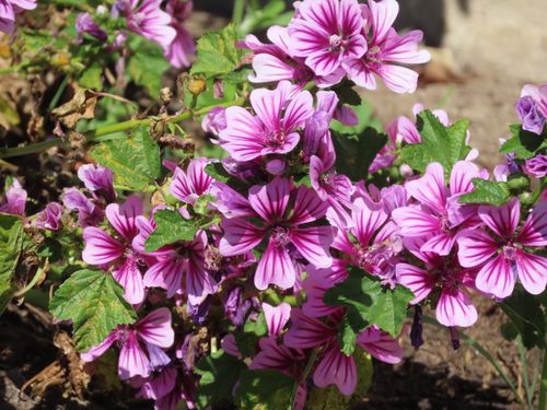 Free stock photo of bloom, blooming, blossom Stock Photo