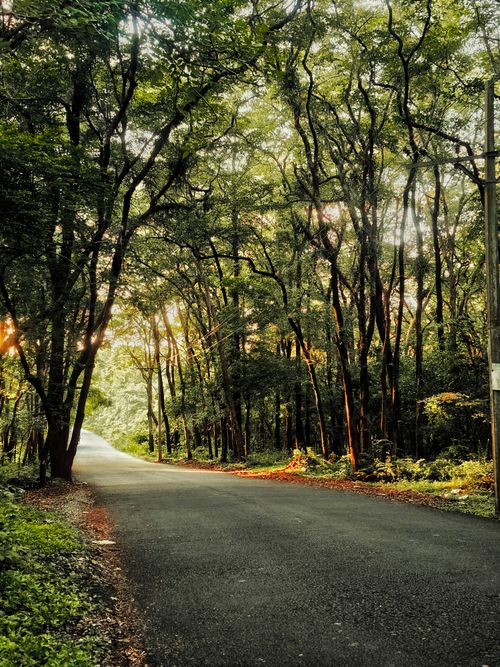 Free A sunlit road through a dense forest, creating a peaceful and serene woodland atmosphere. Stock Photo