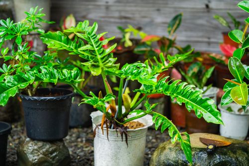 Free Vibrant tropical plants in various pots showcased in an outdoor garden setting. Stock Photo
