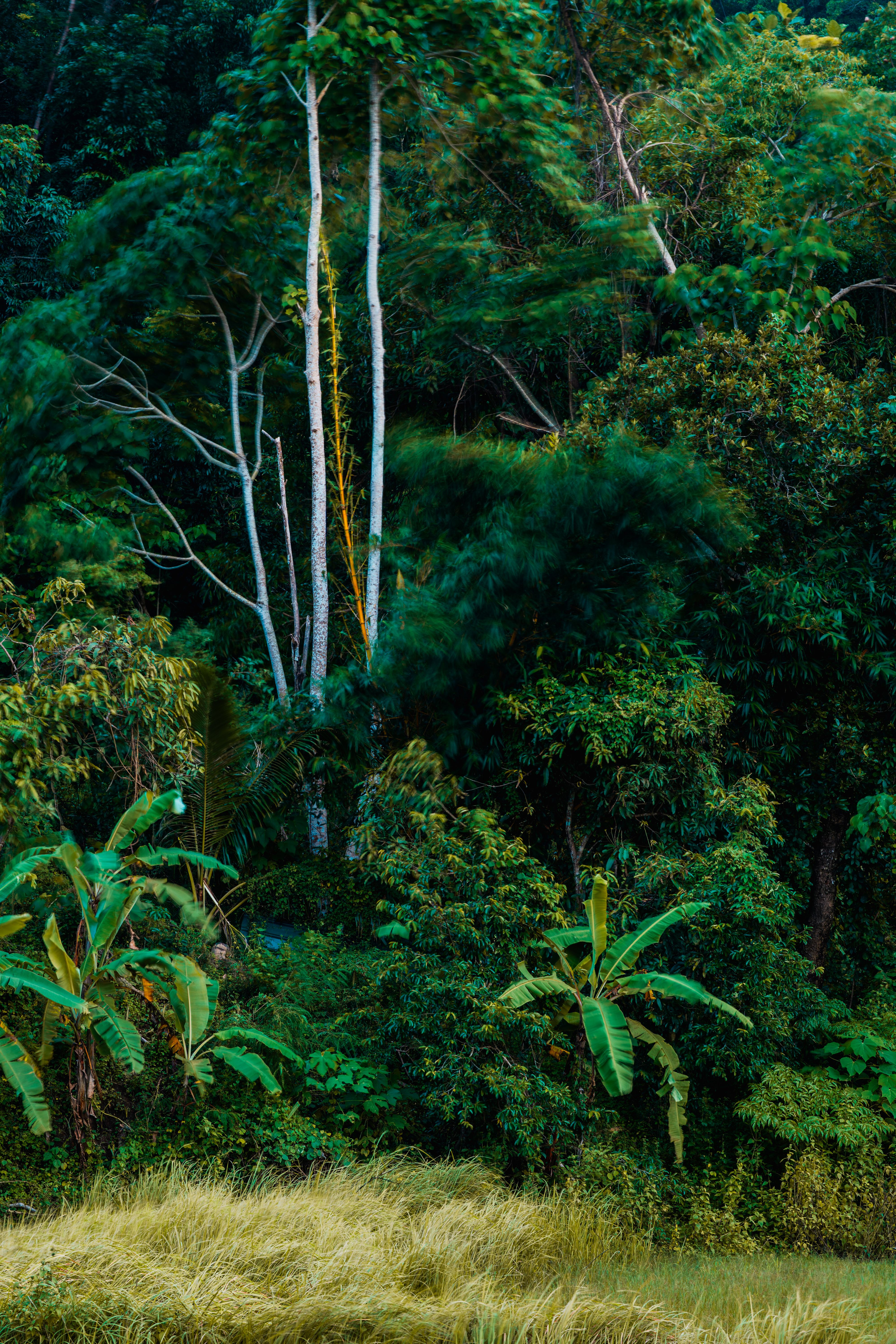 Cosméticos Naturais Brasileiros