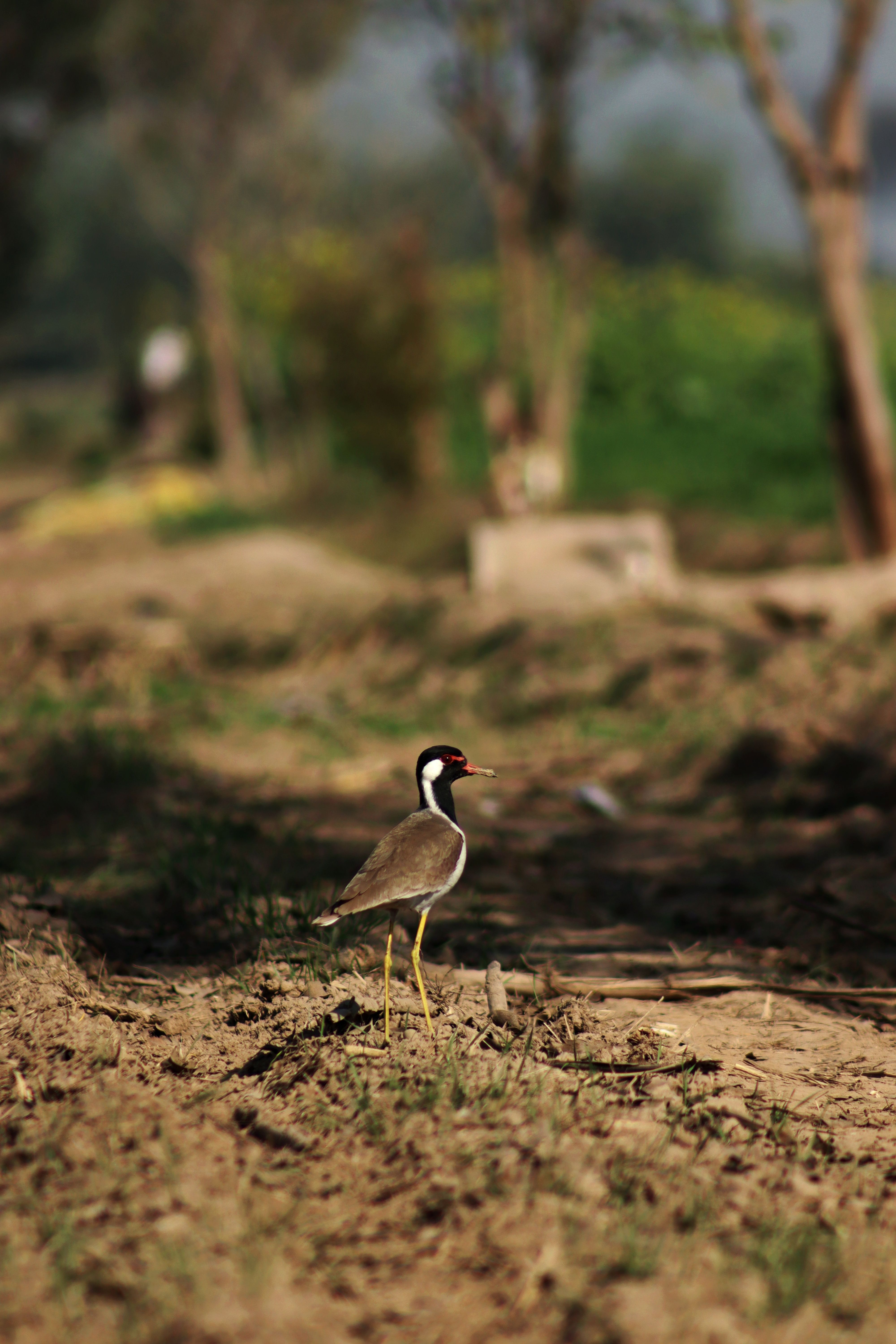 A red-wattled lapwing stands in a natural field setting during the day.
