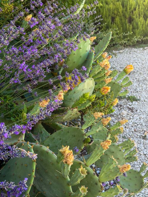 Free Lush garden scene featuring blooming lavender and cactus with a gravel path. Stock Photo