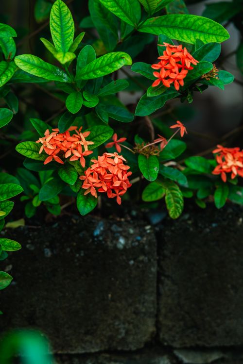 Free Close-up photograph of bright orange Ixora flowers with lush green leaves on a dark stone backdrop. Stock Photo