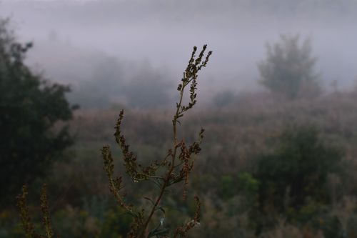 Free Moody misty landscape with focus on plant, conveying tranquility and nature's beauty. Stock Photo