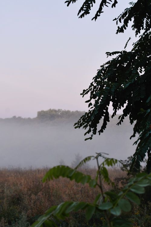 Free Serene misty landscape with lush trees and fog at dawn, evoking tranquility. Stock Photo
