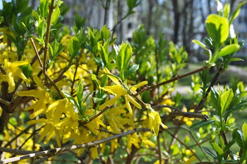 Kostnadsfri bild av blå, blommor, bostad