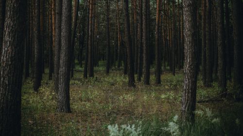 Free Serene view of a dense pine forest in Lipetsk, Russia, showcasing tall trees and natural undergrowth. Stock Photo