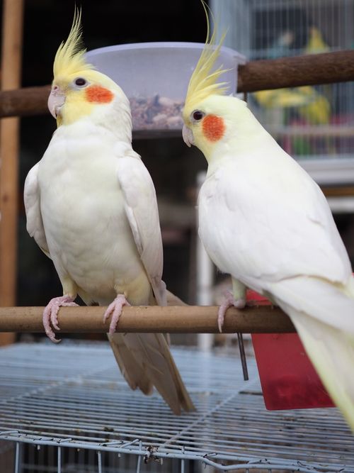 Free Close-up of two beautiful yellow cockatiels with orange cheeks perched on a cage rod. Stock Photo