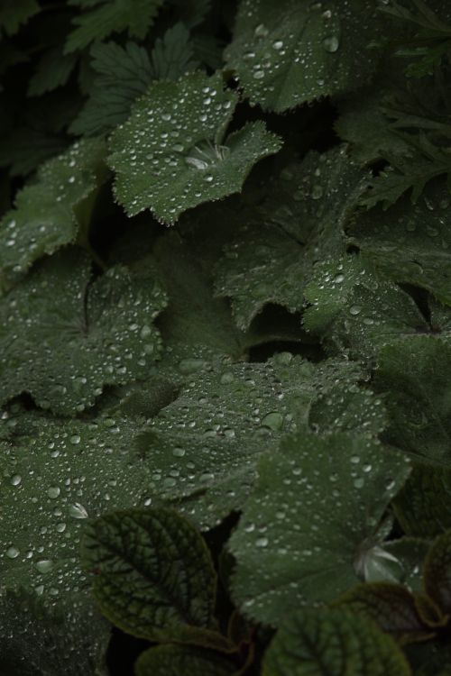 Free Close-up of dew-covered green leaves, providing a moody, lush atmosphere. Stock Photo
