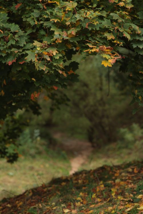 Free A tranquil forest path surrounded by vibrant autumn leaves. Stock Photo