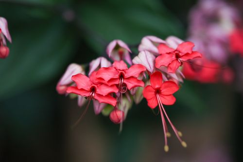 Free Close-up of vibrant red Clerodendrum flowers with a blurred green background, captured in East Java, Indonesia. Stock Photo