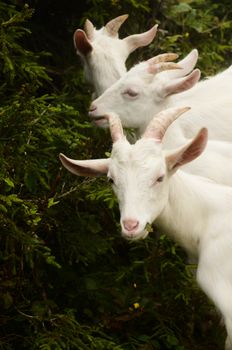 A trio of white goats feeding among dense greenery, showcasing their natural habitat.