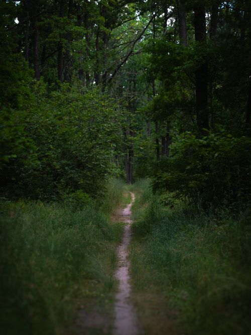 Free A tranquil forest path surrounded by dense greenery in Lipetsk, Russia, perfect for nature exploration. Stock Photo