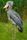 shoebill