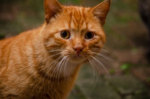 Free A detailed close-up of a ginger cat with striking eyes and whiskers in an outdoor setting. Stock Photo
