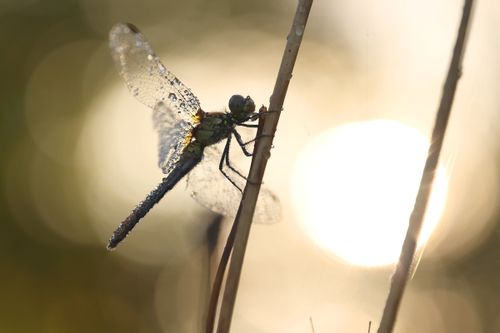 Free Macro shot of a dragonfly resting on grass in warm morning light, highlighting nature's beauty. Stock Photo