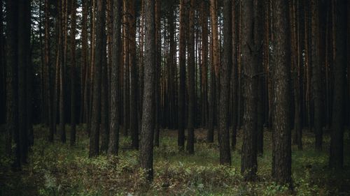 Free Serene view of a dense pine forest in Peskovatka-Boyarskaya, Russia, capturing the tranquil landscape. Stock Photo