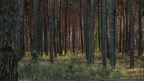 Free Peaceful scene of dense pine forest in Peskovatka-Boyarskaya, Russia. Stock Photo